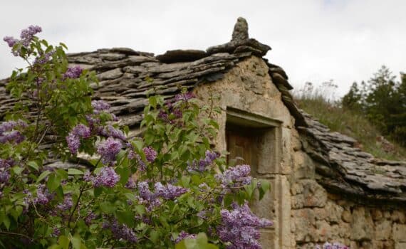 Cabanon_en_pierre_proche_arbre_a_tailler