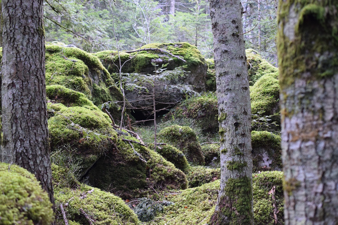 Mettre_en_securite_terrain_boise