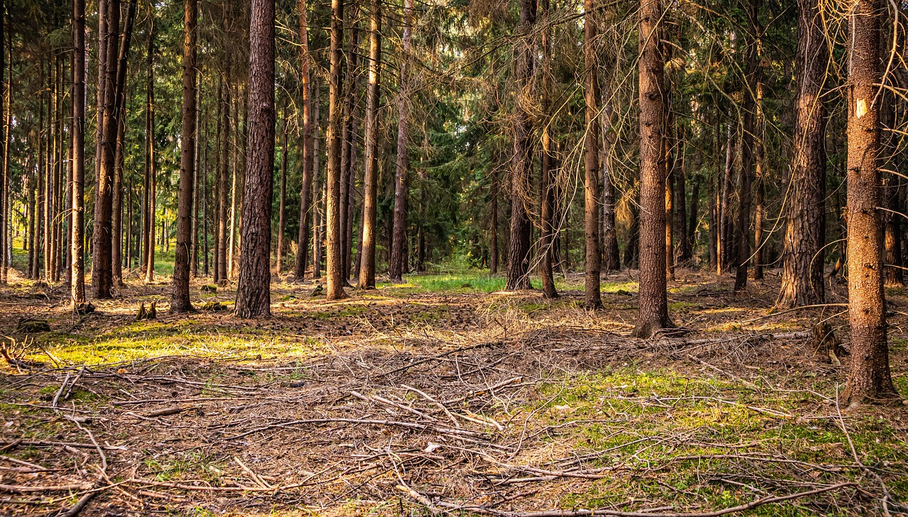 Preparer_terrain_apres_mise_au_clair