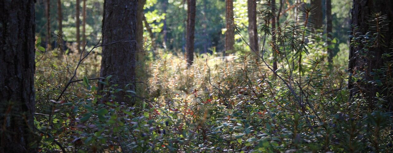 Realiser_debroussaillage_avec_methode