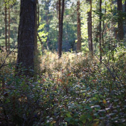 Realiser_debroussaillage_avec_methode