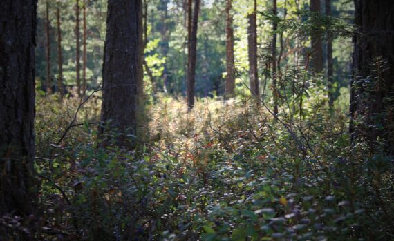 Realiser_debroussaillage_avec_methode