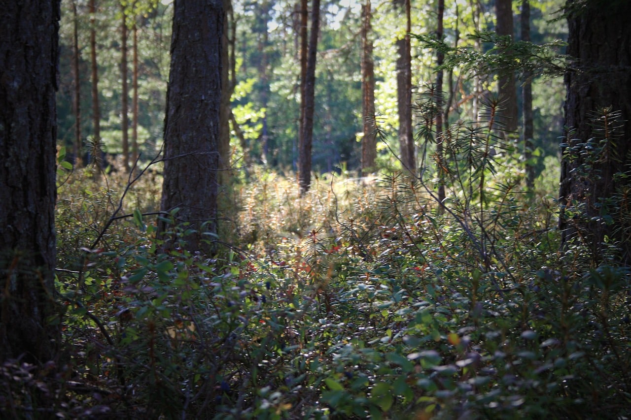 Realiser_debroussaillage_avec_methode