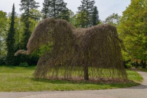 abattage_apres_analyse_terrain