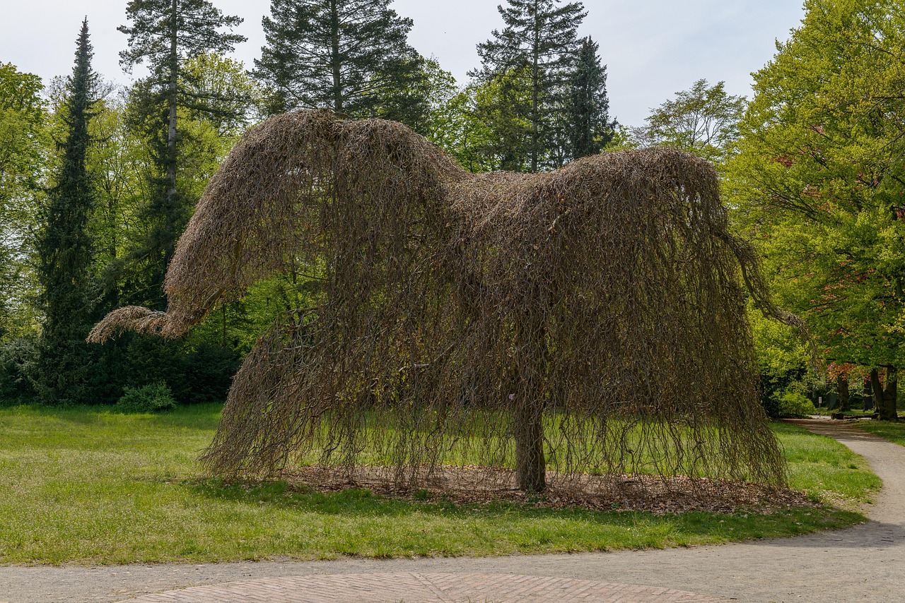 abattage_apres_analyse_terrain