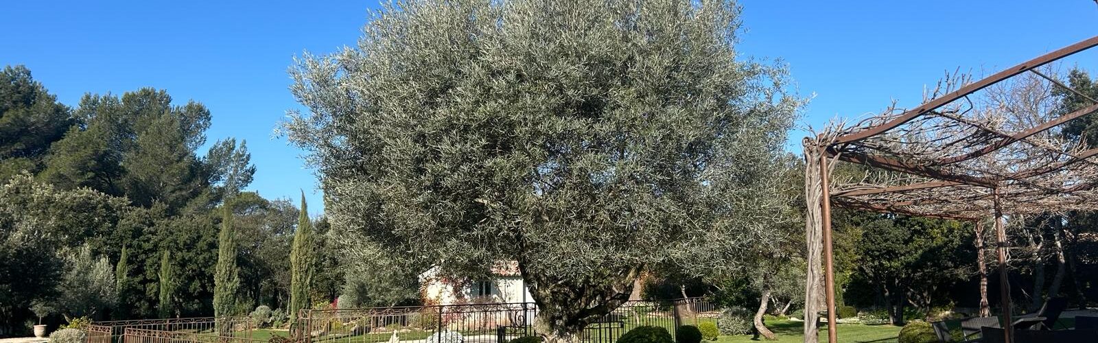Élagage de chênes verts, taille d’oliviers et broyage de déchets verts à Rognes