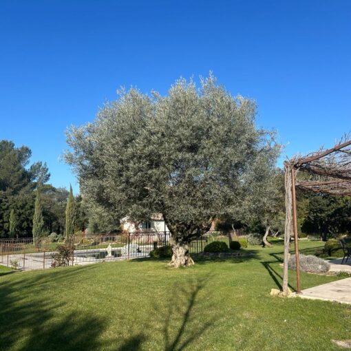 Élagage de chênes verts, taille d’oliviers et broyage de déchets verts à Rognes