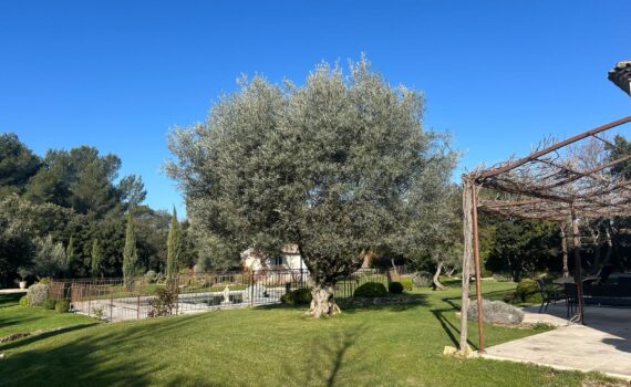 Élagage de chênes verts, taille d’oliviers et broyage de déchets verts à Rognes