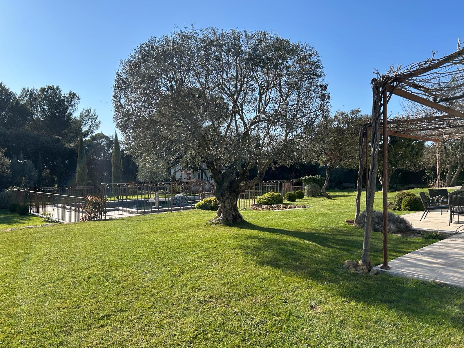 Taille d'olivier et élagage de chênes verts