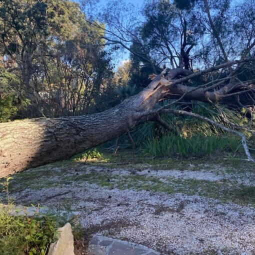 Arbre_tombe_apres_tempete_2