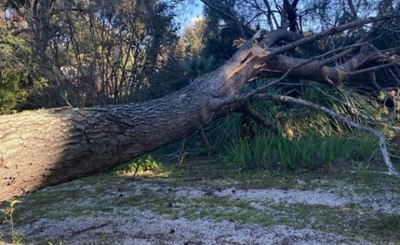 Arbre_tombe_apres_tempete_2