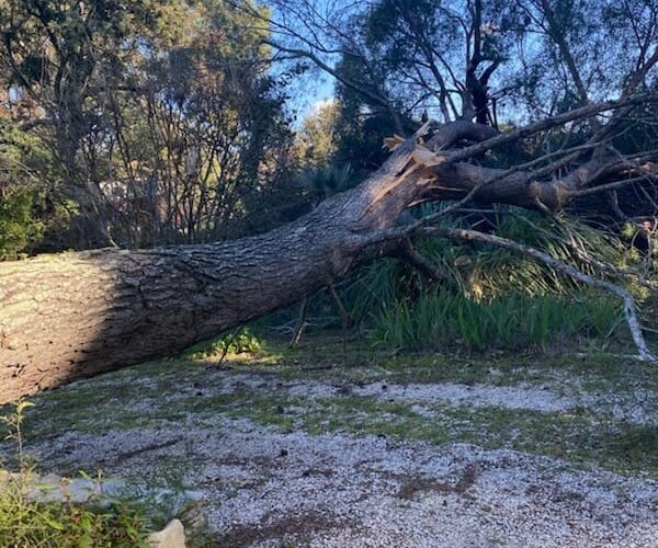 Arbre_tombe_apres_tempete_2