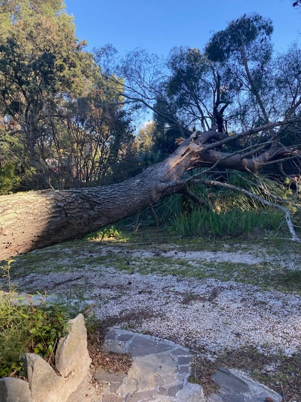 Arbre_tombe_apres_tempete_2