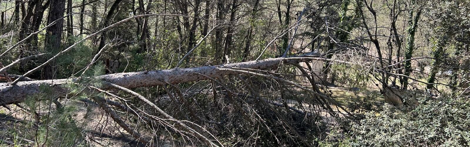 Pin d'Alep déraciné après tempete