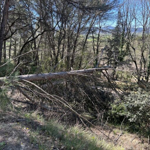 Pin d'Alep déraciné après tempete