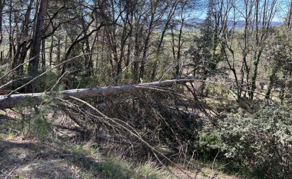 Pin d'Alep déraciné après tempete