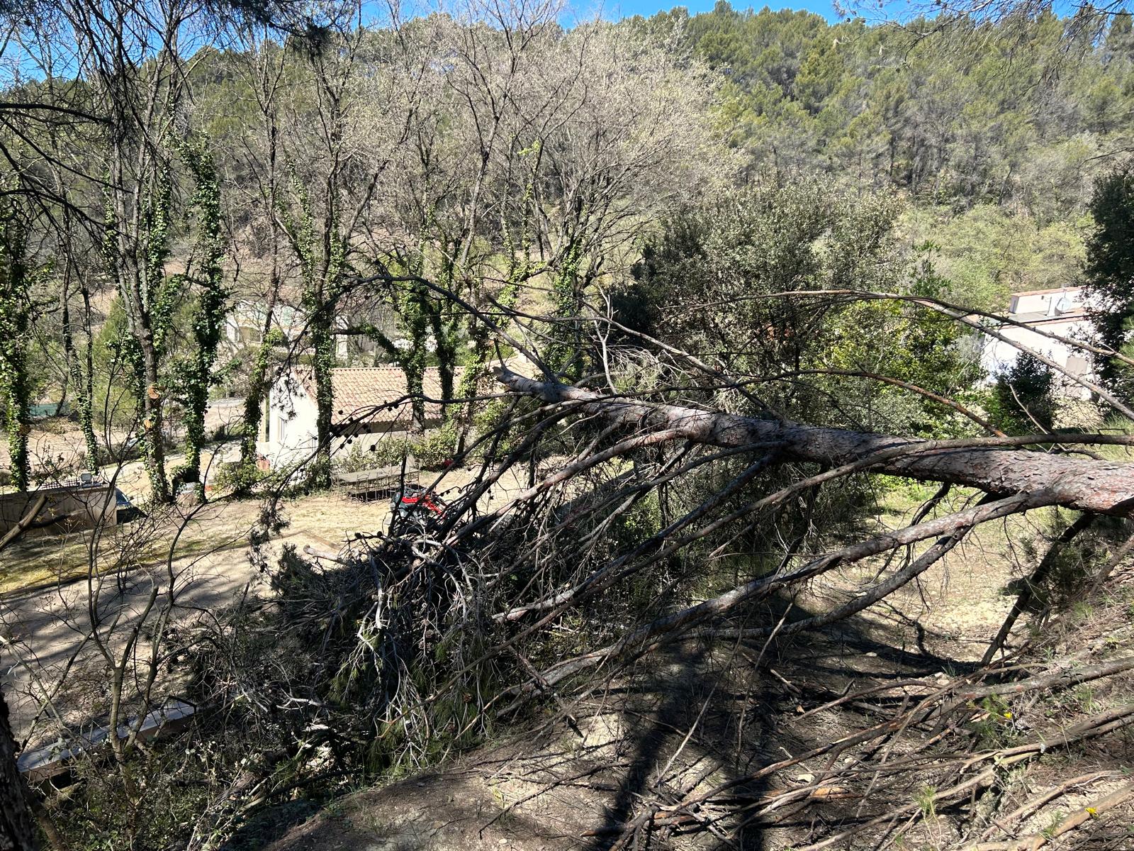 Tempete et pin déraciné Luberon