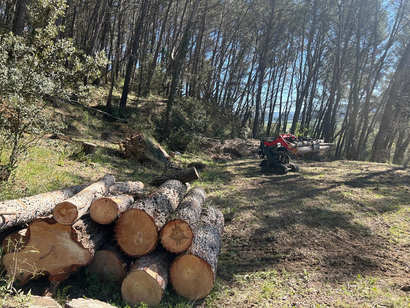 Pin déraciné suite tempete débité en troncs