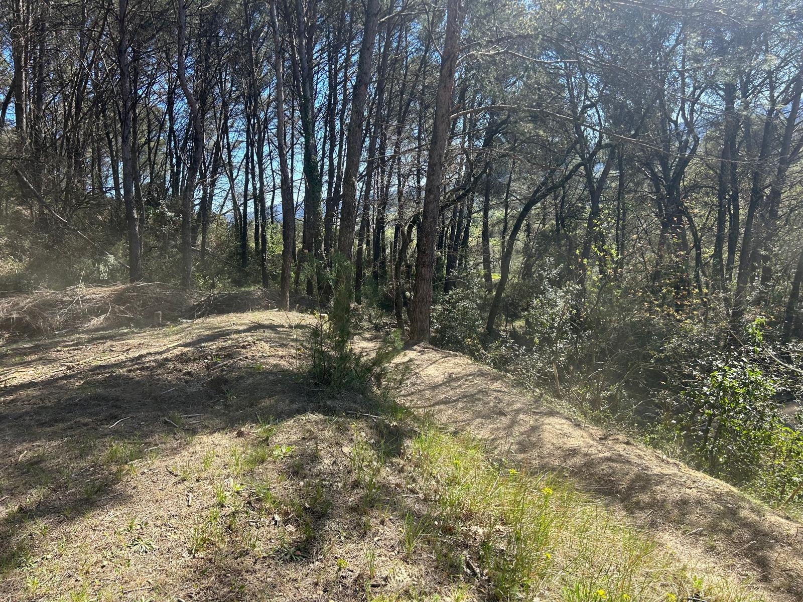 Pin déraciné dans le luberon - Remise en état du terrain