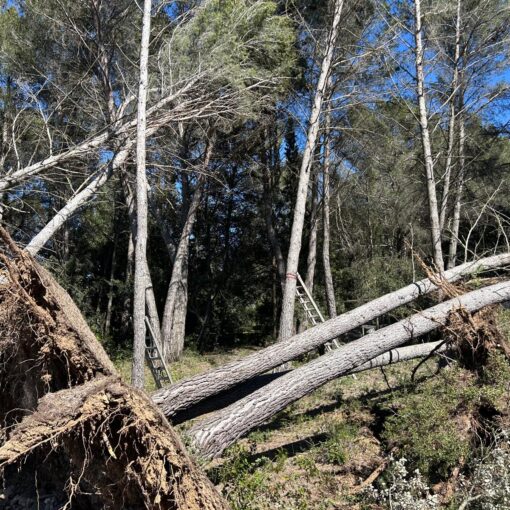 Après une tempête, certains arbres encore debout peuvent devenir dangereux