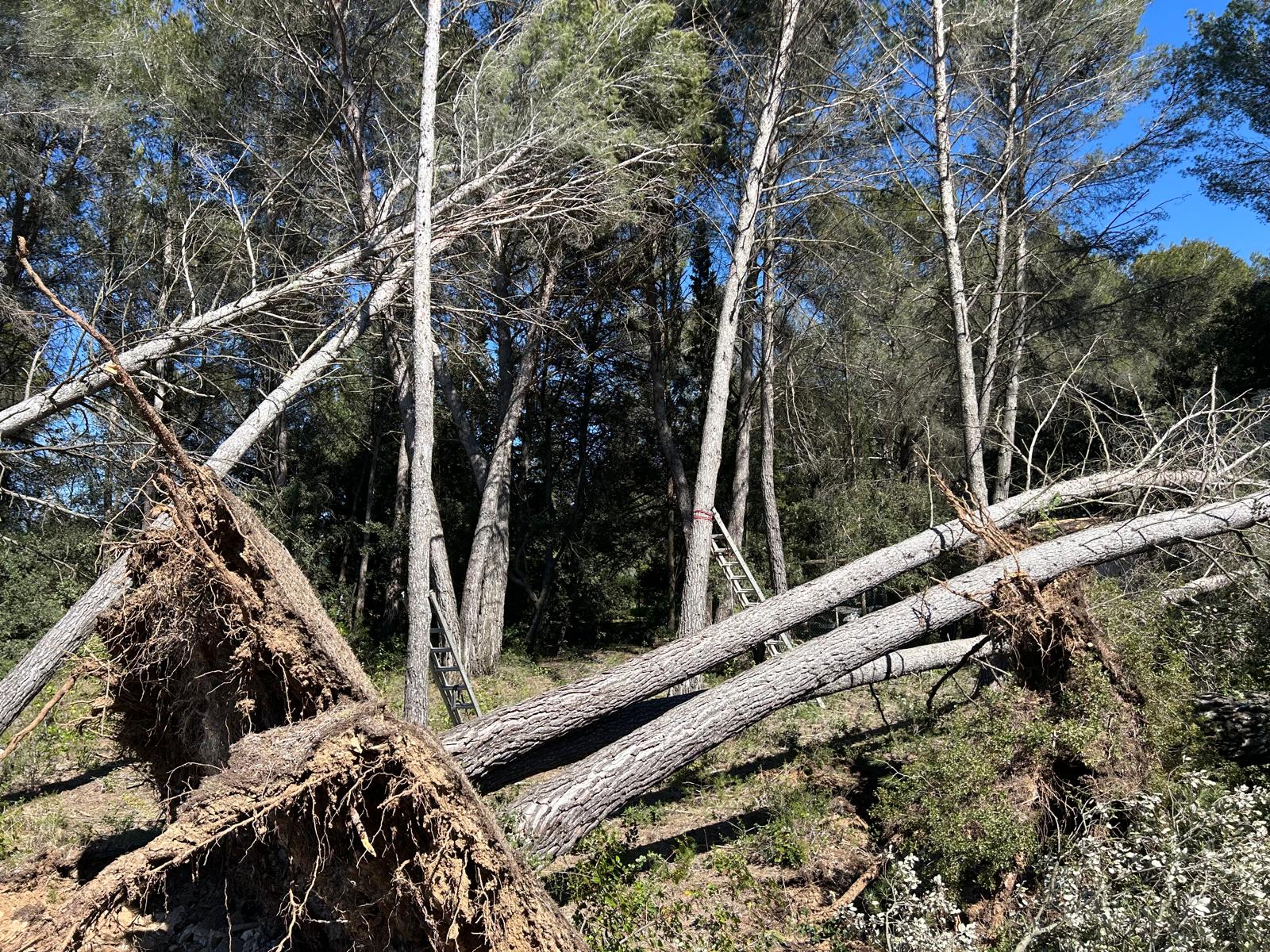 Après une tempête, certains arbres encore debout peuvent devenir dangereux